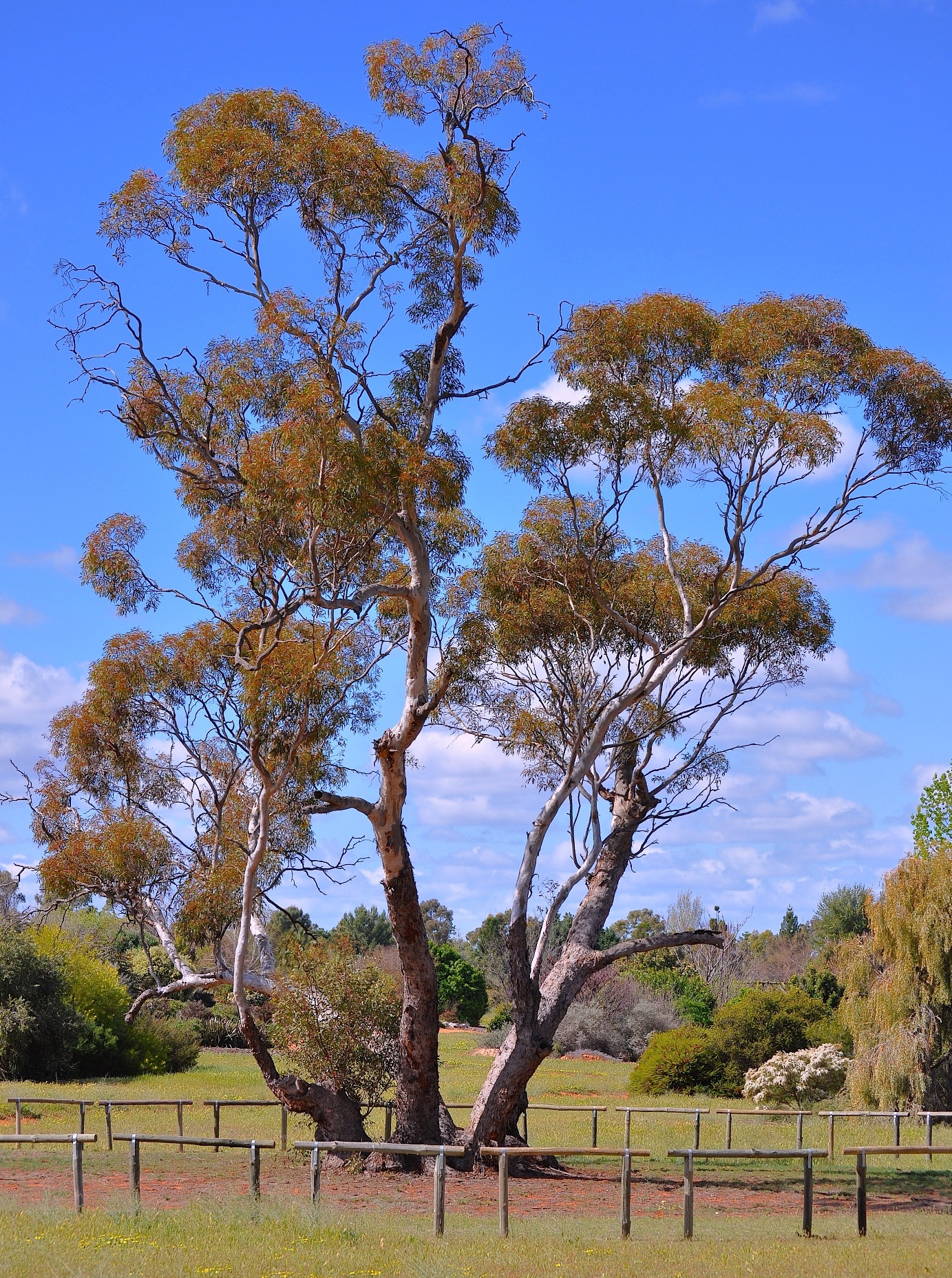 Australian Inland Botanic Gardens – First community-created and ...